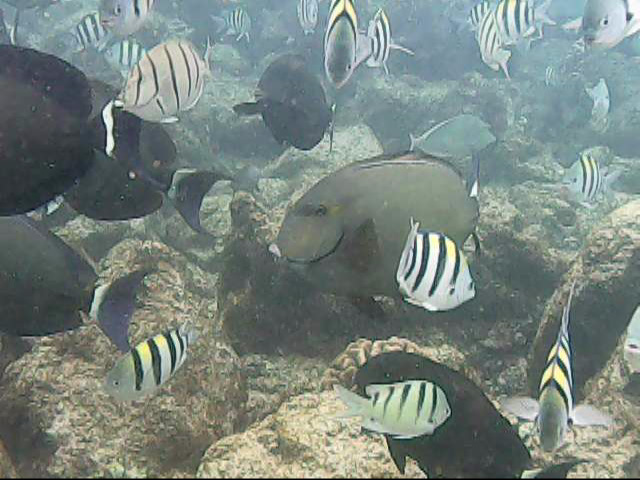 Day 11 snorkeling @ Poipu Beach